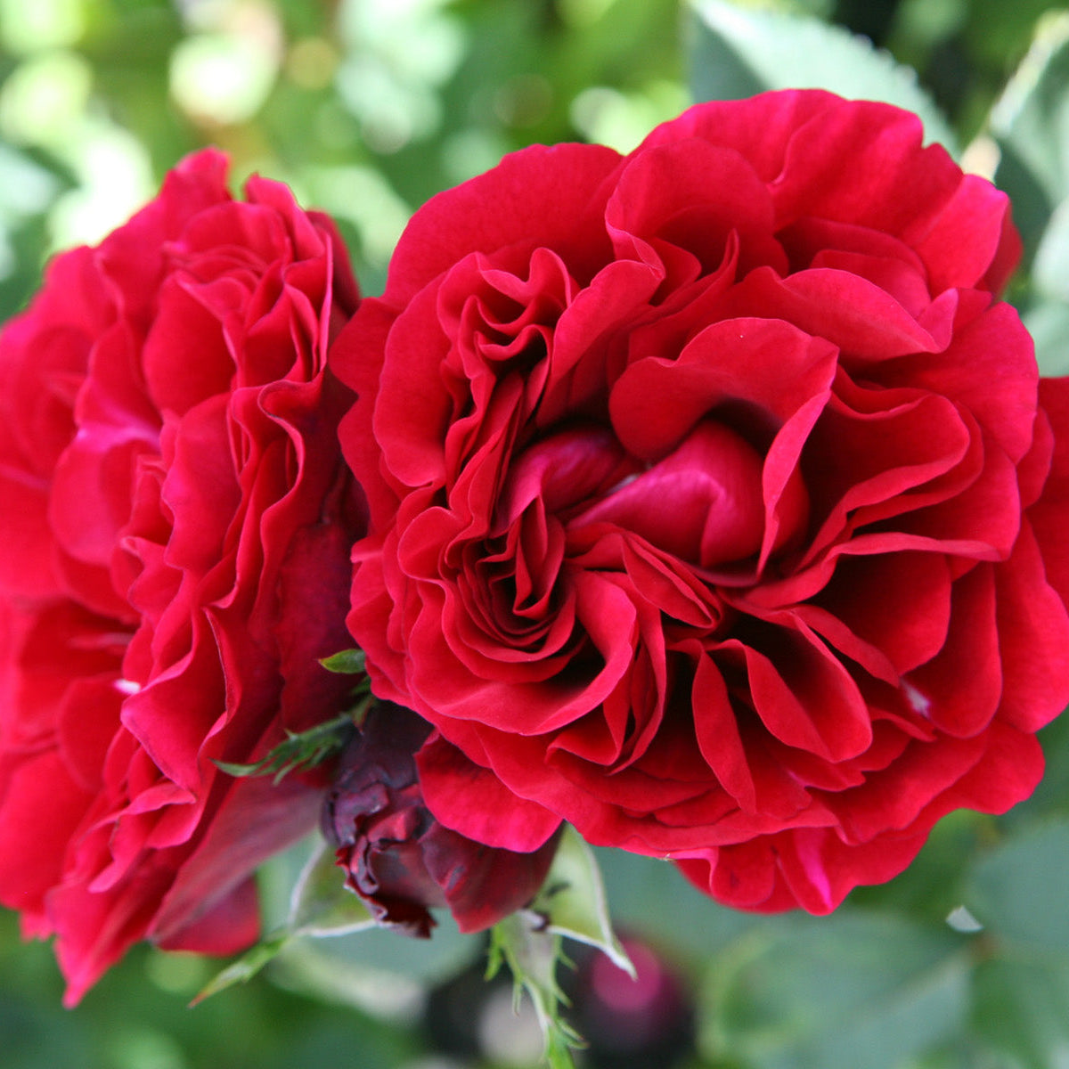 Rosa Nadia | Dark Red Renaissance Rose UK
