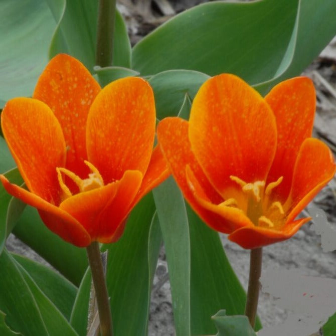 Tulip 'Early Harvest'