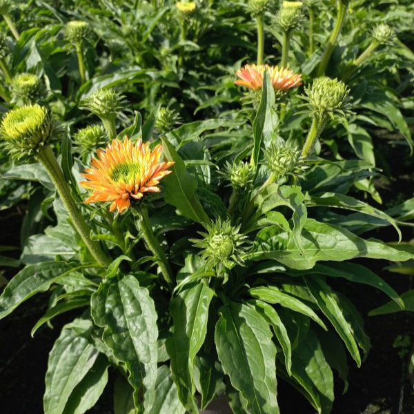 Echinacea purpurea 'SunSeekers Pumpkin Pie'