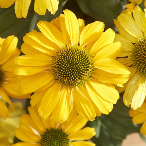 Echinacea purpurea 'SunSeekers Yellow'