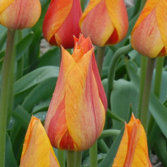 Tulipa 'El Nino' Bulbs