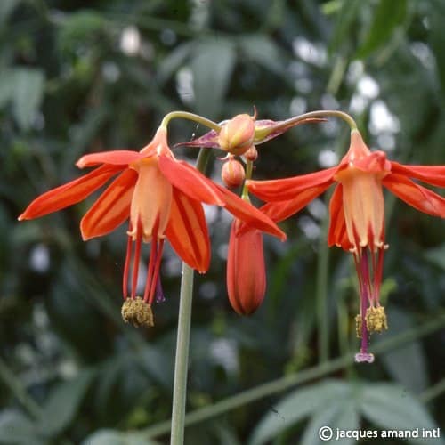 Buy Bessera elegans (Coral Drops) Corms online