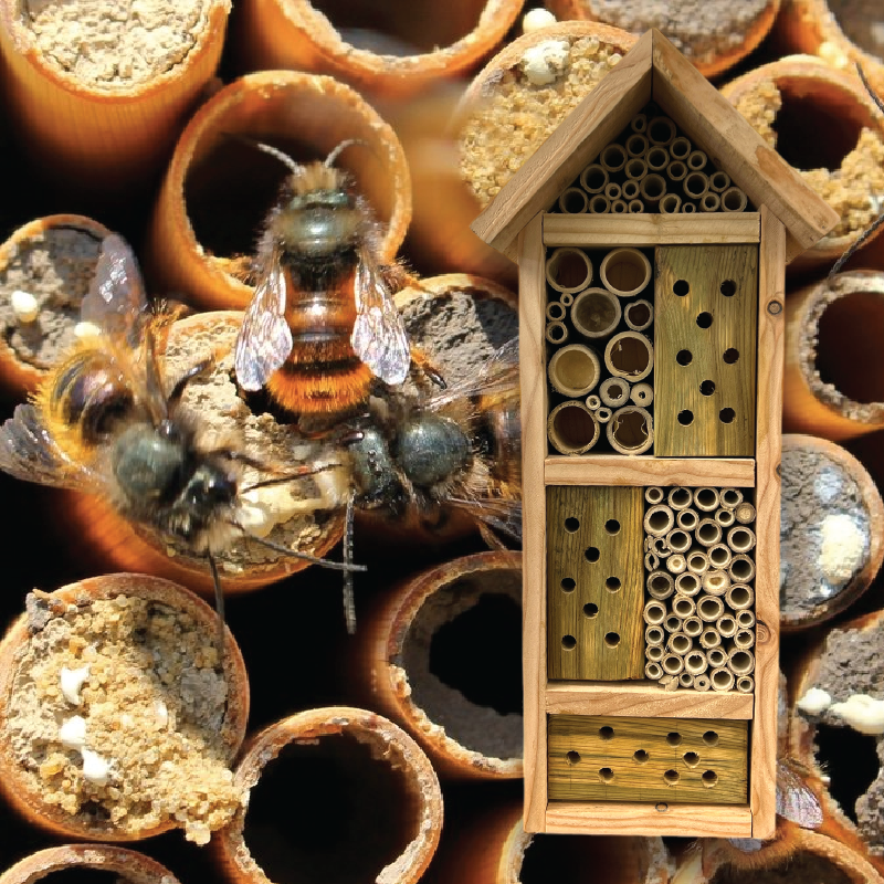 Solitary Bee Hotel