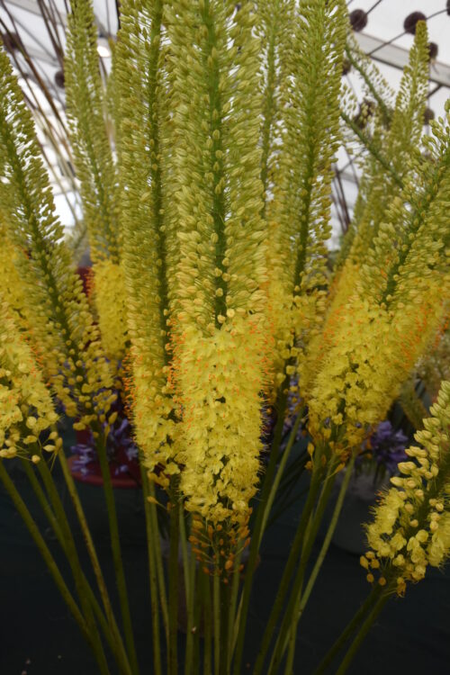 Eremurus Charleston