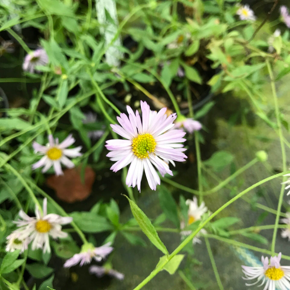Erigeron karvinskianus 'Lavender Lady'