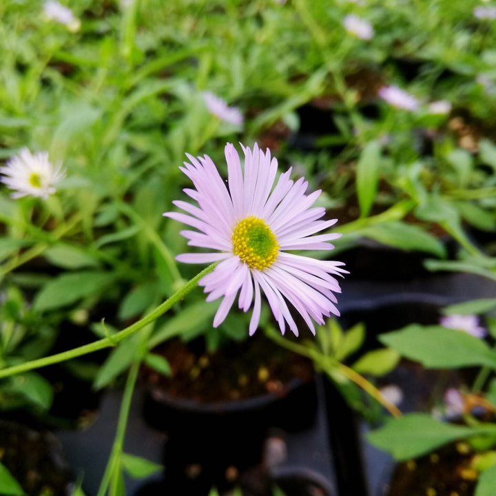Erigeron karvinskianus 'Lavender Lady'