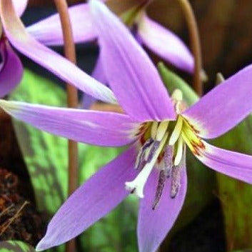 Erythronium dens-canis 'Frans Hals'