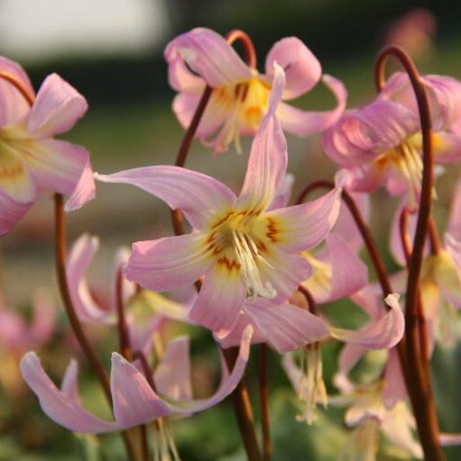 Erythronium revolutum 'Rosy Wings'