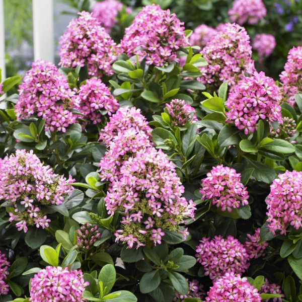 Escallonia laevis 'Pink Elle'
