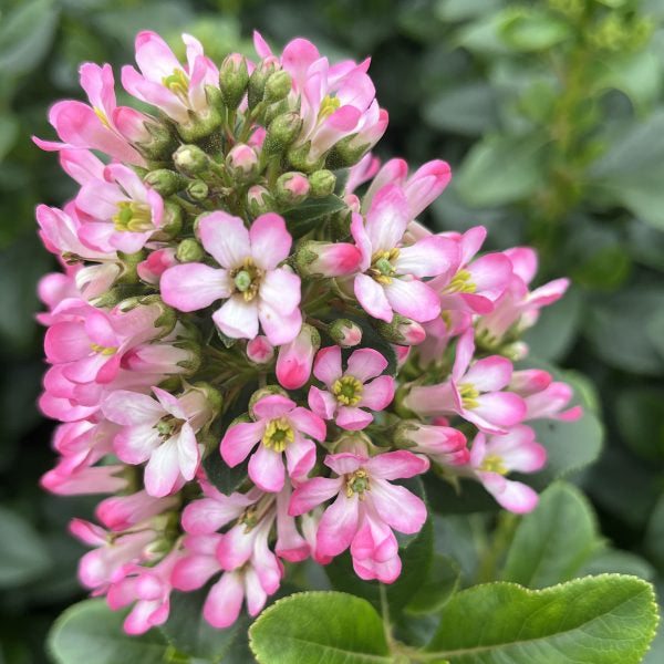 Escallonia laevis 'Pink Elle'