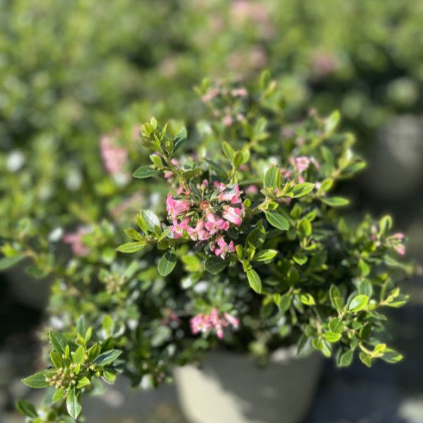 Escallonia laevis 'Showstopper'