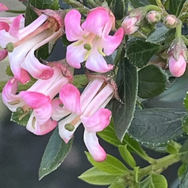 Escallonia laevis 'Showstopper'