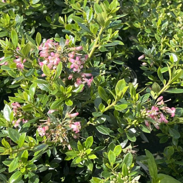 Escallonia laevis 'Showstopper'