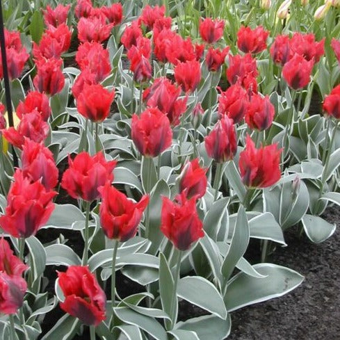 Tulip 'Esperanto'