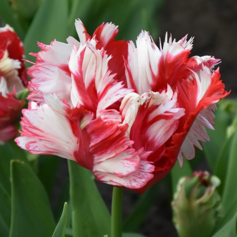Tulip 'Estella Rijnveld'
