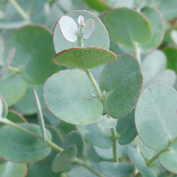 Eucalyptus gunnii 'Azura'