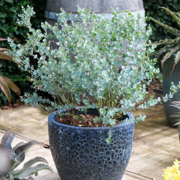 Eucalyptus gunnii 'Azura'