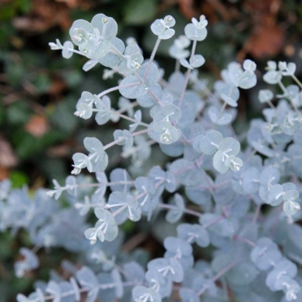 Eucalyptus gunnii 'Azura'