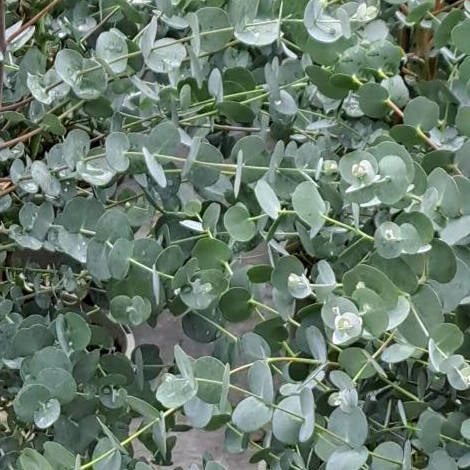 Eucalyptus gunnii 'Azura'