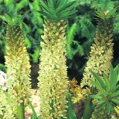 Eucomis comosa (syn. punctata) Pineapple Lily