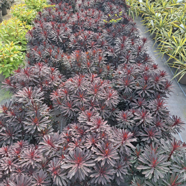 Euphorbia purpurea 'Miners Merlot'