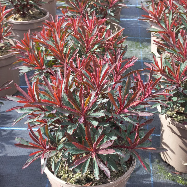 Euphorbia purpurea 'Miners Merlot'