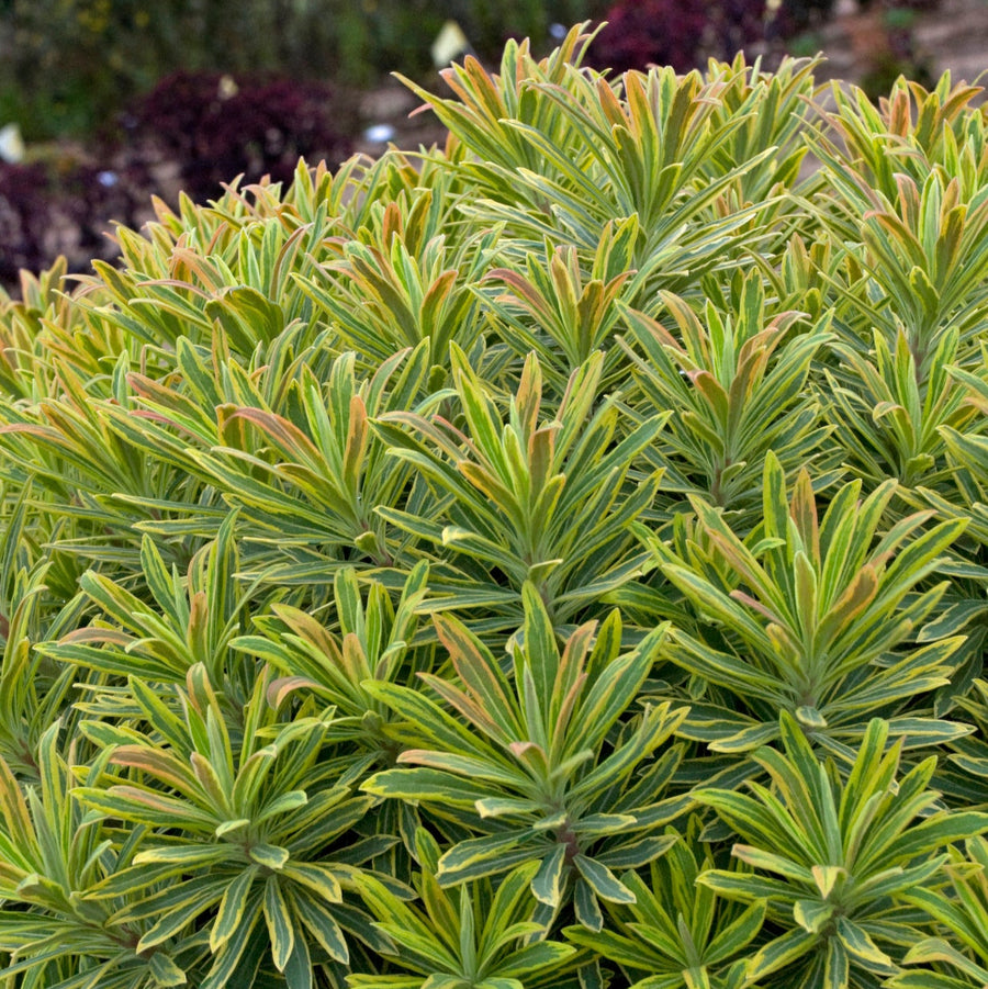 Euphorbia × martini 'Ascot Rainbow'