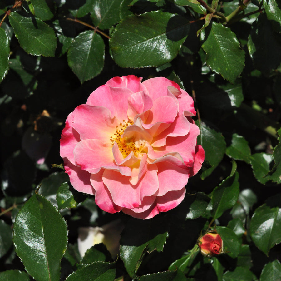 Rosa 'Exotic'
