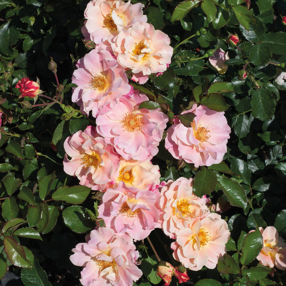 Rosa 'Exotic'