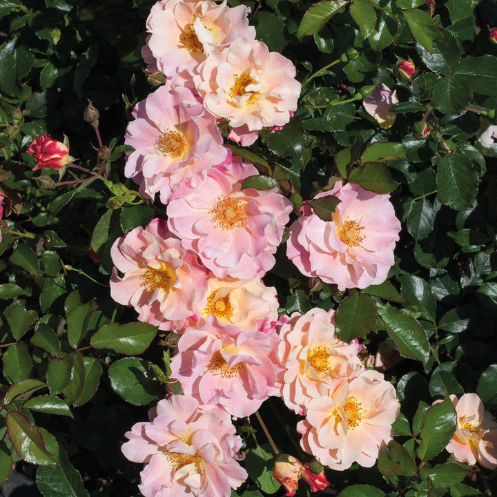 Rosa 'Exotic'