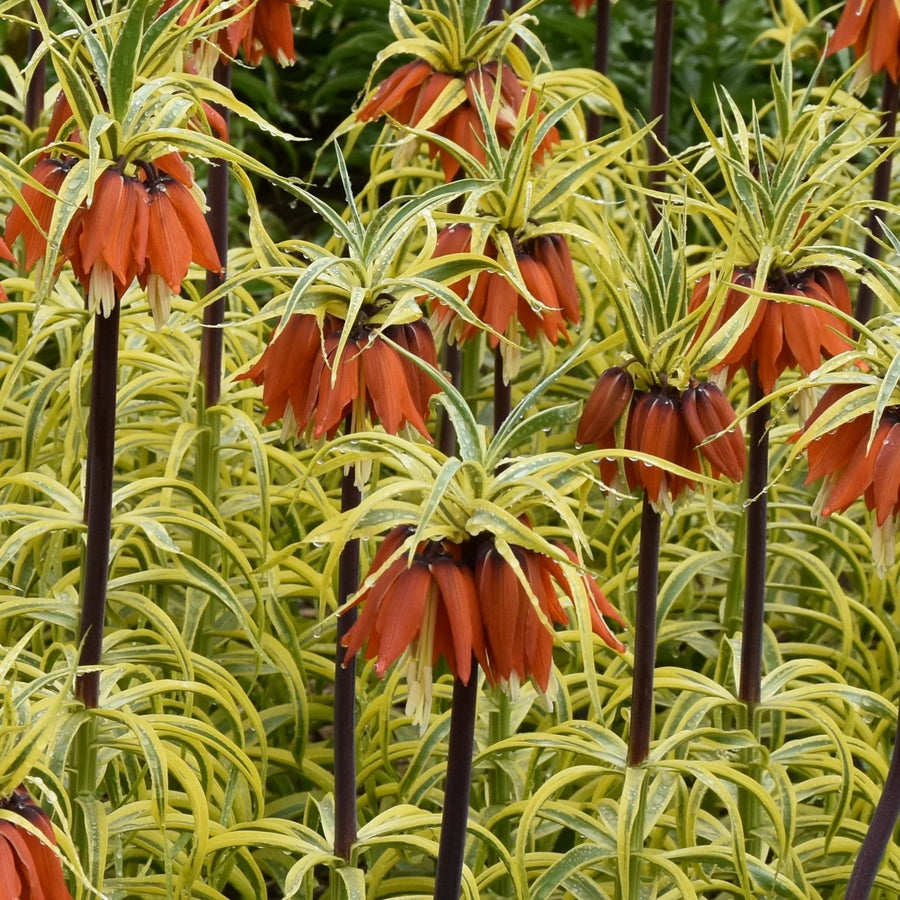 Fritillaria imperialis 'Aureomarginata' Bulbs