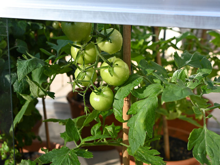 Access Double Tomato Greenhouse