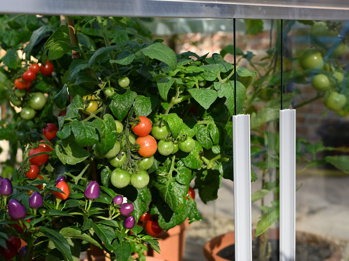 Access Double Tomato Greenhouse