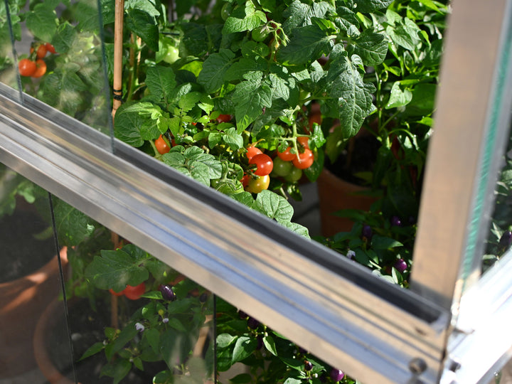 Access Double Tomato Greenhouse