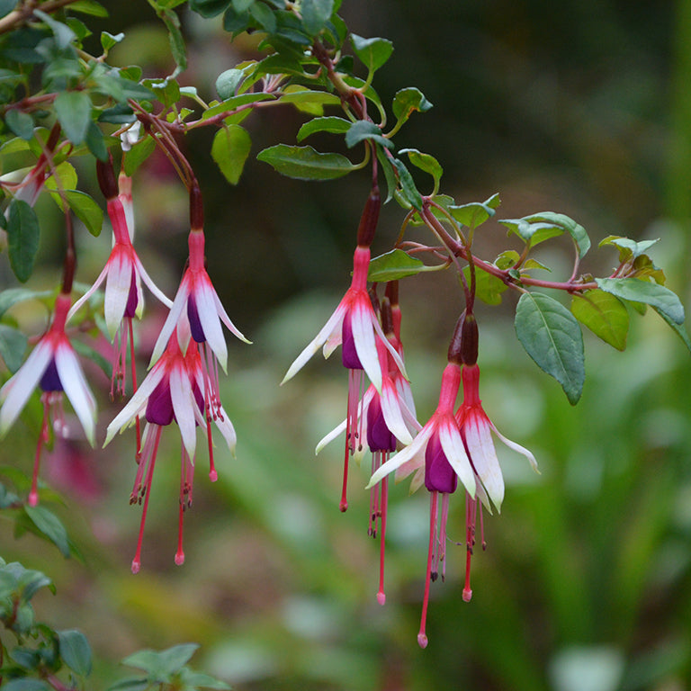 Fuchsia magellanica 'Arauco'