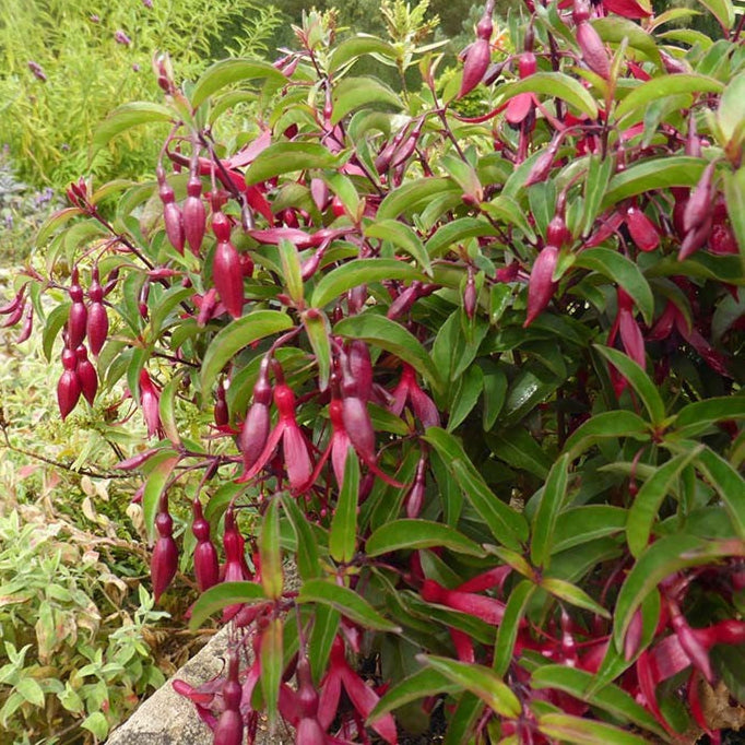 Fuchsia 'Dying Embers'