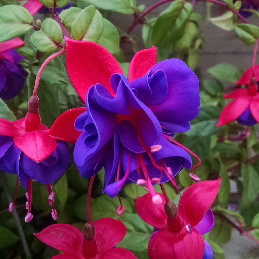 Fuchsia 'Dollar Princess'