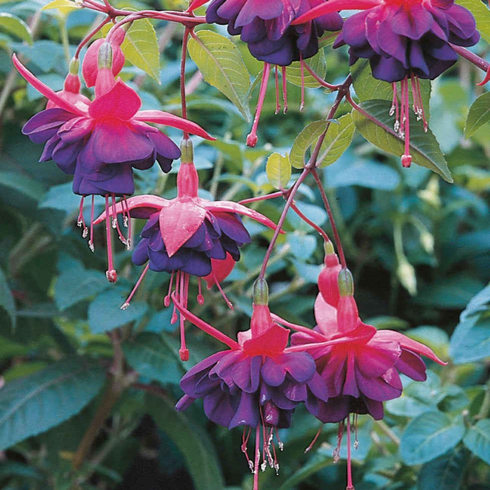 Fuchsia 'Dollar Princess'