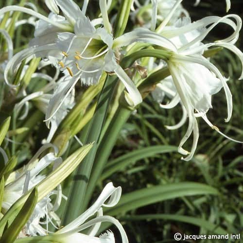 Buy Hymenocallis × festalis 'Zwanenburg' Bulbs online