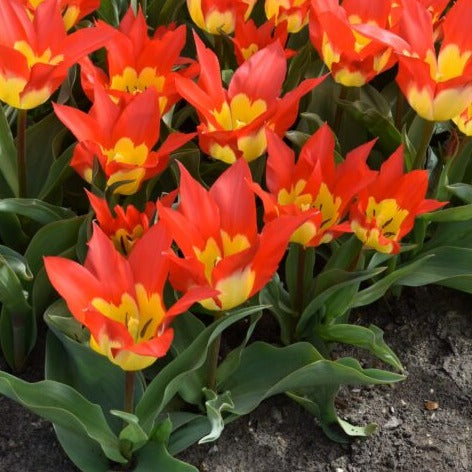 Tulip Flames 'Mystery'