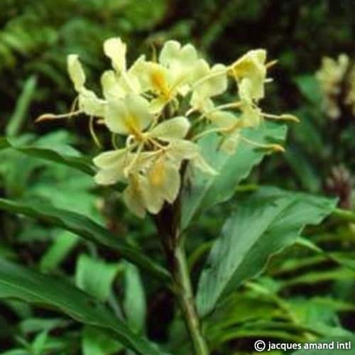 Hedychium flavescens