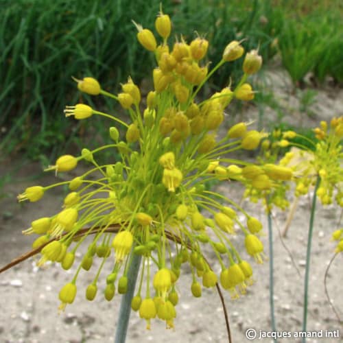 Allium flavum