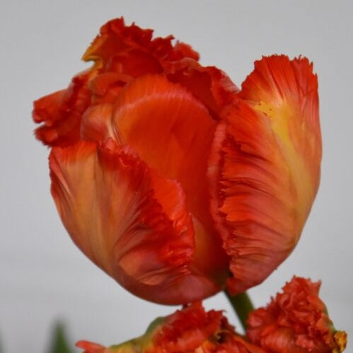 Tulip 'Flower Power'
