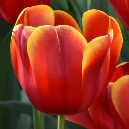 Tulip 'Flying Dragon'