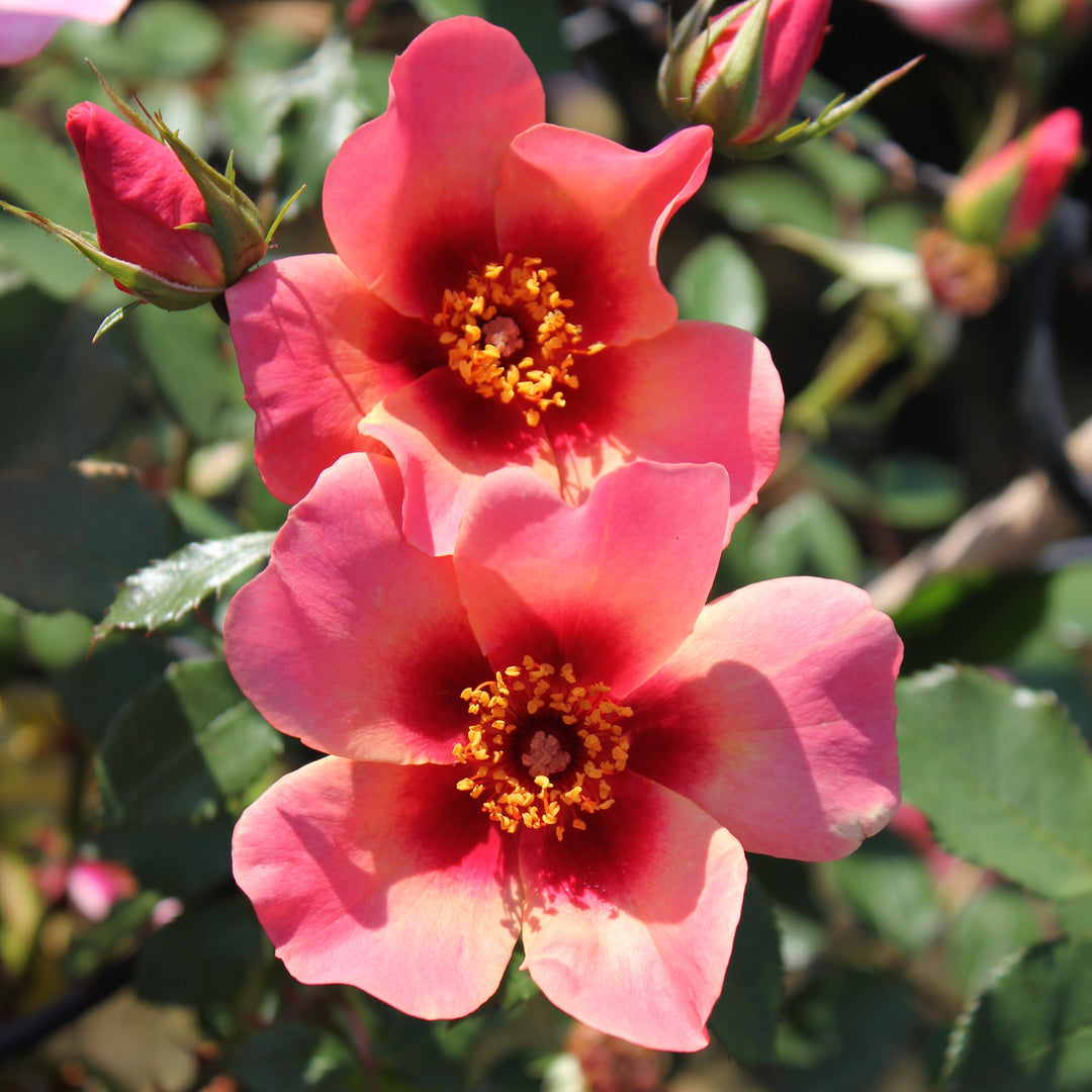 Rosa 'For Your Eyes Only'