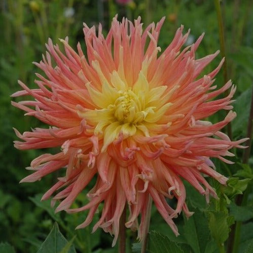 Dahlia 'Fringed Star'