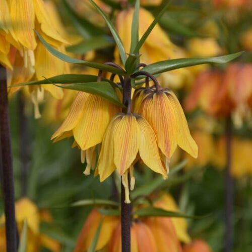 Fritillaria imperialis Early Dream