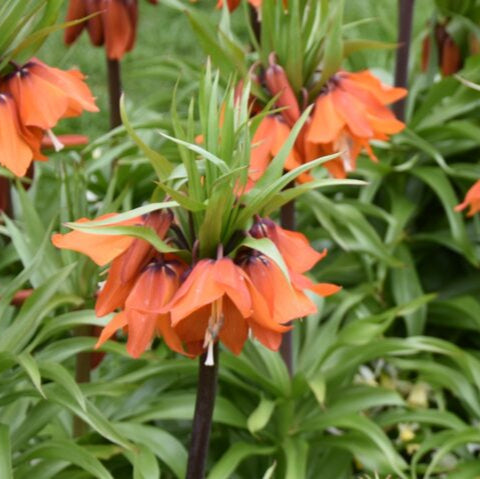 Fritillaria eduardii 'Sunrise' Bulbs