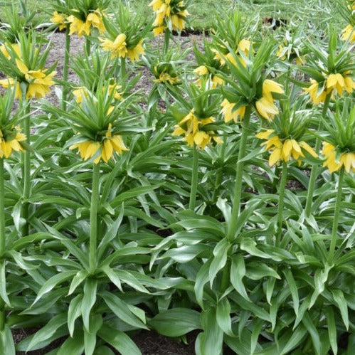 Fritillaria Yellow Beauty