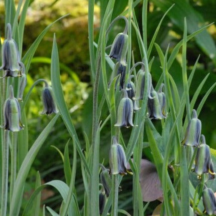 Fritillaria elwesii